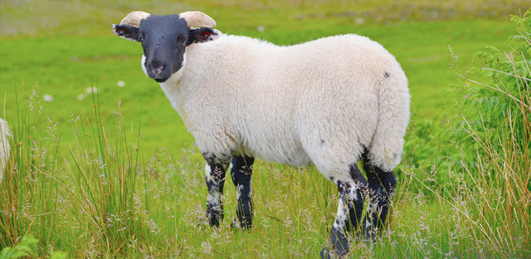 Tierwohl Scotland Premium Lamm