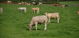 Tierwohl BIO Rindfleisch aus Deutschland Tierwohl BIO Rindfleisch aus Deutschland