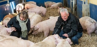 Tierwohl Strohschwein regional aus Norddeutschland Tierwohl Strohschwein regional aus Norddeutschland