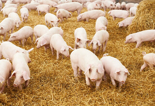 Strohschweine Offenstallhaltung