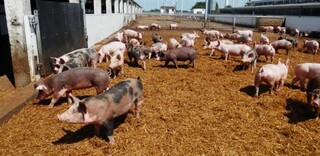 Tierwohl BIO Schweinefleisch aus Deutschland Tierwohl BIO Schweinefleisch aus Deutschland