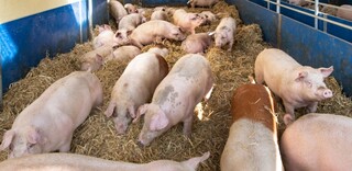 Tierwohl Strohschwein regional aus Norddeutschland Tierwohl Strohschwein regional aus Norddeutschland