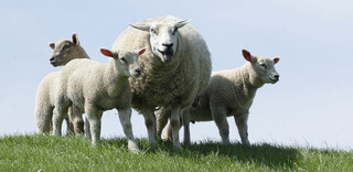 Tierwohl Deutsches Lammfleisch Tierwohl Deutsches Lammfleisch