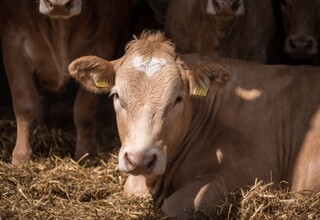Uckermärker Rind im Stall Uckermärker Rind im Stall