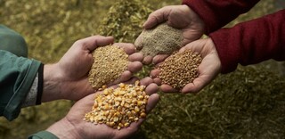 Tierwohl Kikok-Maishähnchen aus Deutschland Tierwohl Kikok-Maishähnchen aus Deutschland