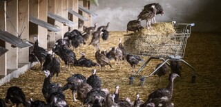 Tierwohl BIO Geflügel aus Deutschland Tierwohl BIO Geflügel aus Deutschland