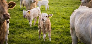 Tierwohl Rindfleisch regional aus Norddeutschland Tierwohl Rindfleisch regional aus Norddeutschland