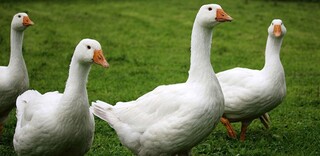 Tierwohl Enten und Gänse Tierwohl Enten und Gänse