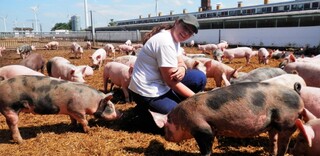 Tierwohl BIO Schweinefleisch aus Deutschland Tierwohl BIO Schweinefleisch aus Deutschland