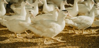 Tierwohl Enten und Gänse Tierwohl Enten und Gänse