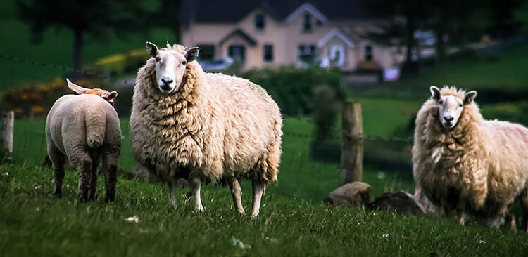 Tierwohl Irish Lammfleisch