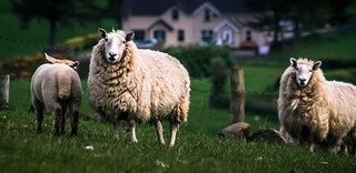 Lamm Schottland Lamm Schottland