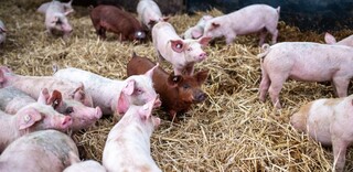 Tierwohl Strohschwein regional aus Norddeutschland Tierwohl Strohschwein regional aus Norddeutschland