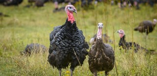 Tierwohl BIO Geflügel aus Deutschland Tierwohl BIO Geflügel aus Deutschland