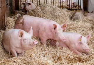 Schweinefleisch aus Deutschland Schweinefleisch aus Deutschland