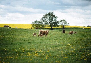 Uckermärker Rinder Uckermärker Rinder