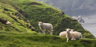 Lamm Schottland Lamm Schottland
