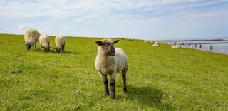 Tierwohl Deutsches Lammfleisch Tierwohl Deutsches Lammfleisch