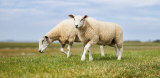 Tierwohl Deutsches Lammfleisch Tierwohl Deutsches Lammfleisch