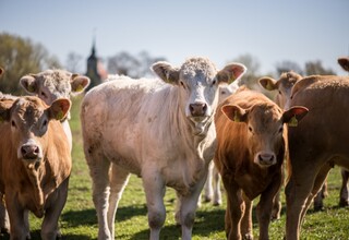 Uckermärker Rinder Uckermärker Rinder