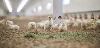 Tierwohl Kikok-Maishähnchen aus Deutschland Tierwohl Kikok-Maishähnchen aus Deutschland
