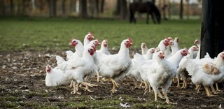 Tierwohl BIO Geflügel aus Deutschland Tierwohl BIO Geflügel aus Deutschland