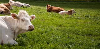 Tierwohl Rindfleisch regional aus Norddeutschland Tierwohl Rindfleisch regional aus Norddeutschland