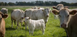 Tierwohl Rindfleisch regional aus Norddeutschland Tierwohl Rindfleisch regional aus Norddeutschland