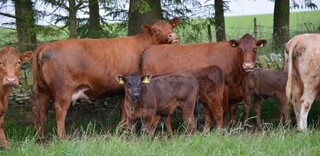 Tierwohl BIO Rindfleisch aus Deutschland Tierwohl BIO Rindfleisch aus Deutschland