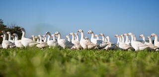 Tierwohl Enten und Gänse Tierwohl Enten und Gänse
