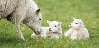 Lamm Schottland Lamm Schottland