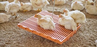 Tierwohl Kikok-Maishähnchen aus Deutschland Tierwohl Kikok-Maishähnchen aus Deutschland