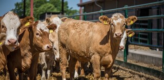 Tierwohl Rindfleisch regional aus Norddeutschland Tierwohl Rindfleisch regional aus Norddeutschland
