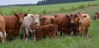 Tierwohl BIO Rindfleisch aus Deutschland Tierwohl BIO Rindfleisch aus Deutschland