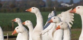 Tierwohl Enten und Gänse Tierwohl Enten und Gänse