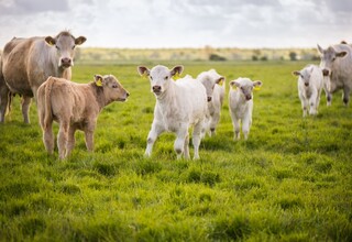 Uckermärker Rind auf der Weide Uckermärker Rind auf der Weide