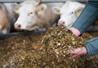 Uckermärker Rinder Fütterung Uckermärker Rinder Fütterung