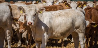 Tierwohl Rindfleisch regional aus Norddeutschland Tierwohl Rindfleisch regional aus Norddeutschland