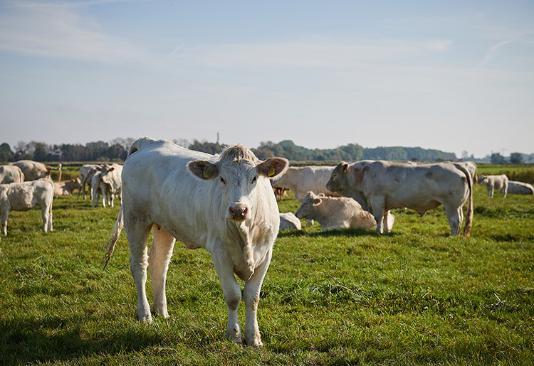 Rindfleisch aus der Region Rindfleisch aus der Region