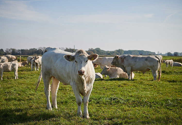 Rindfleisch aus der Region