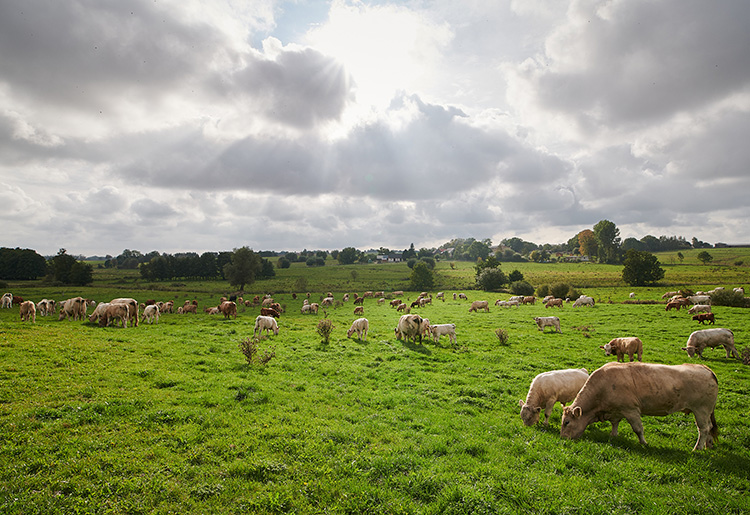 Regionales Rindfleisch