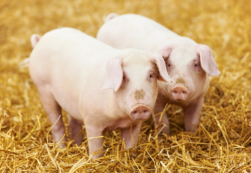 Strohschweine Offenstallhaltung