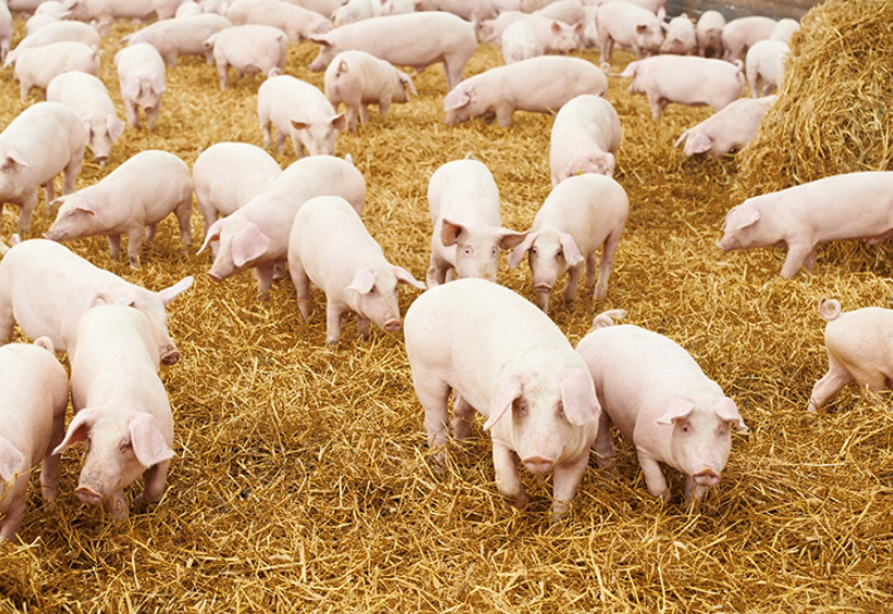 Strohschweine Offenstallhaltung