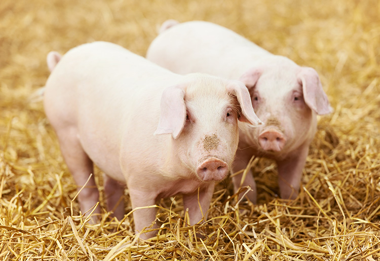 Schweinefleisch aus Offenstallhaltung Schweinefleisch aus Offenstallhaltung