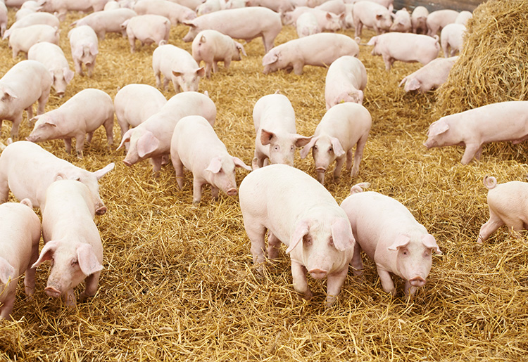 Schweinehaltung mit Bewegungsfreiheit Schweinehaltung mit Bewegungsfreiheit