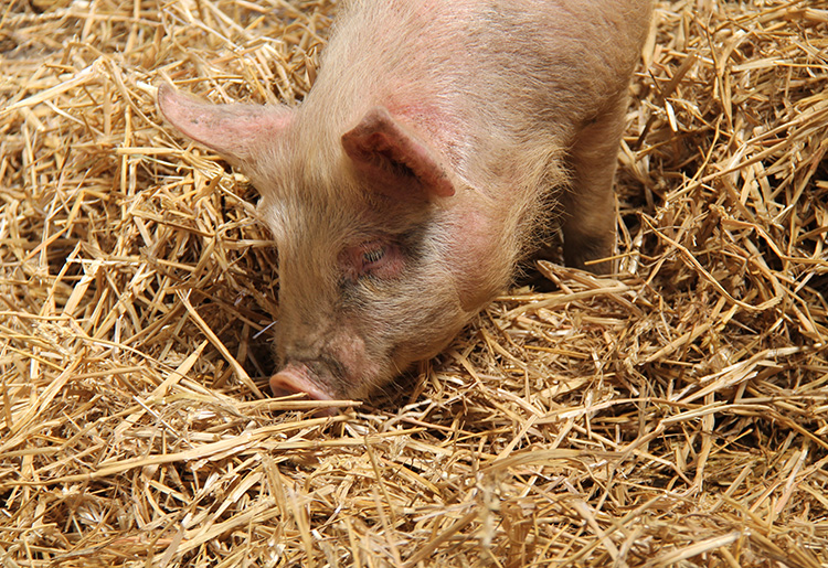 Schwein im Stroh Schwein im Stroh