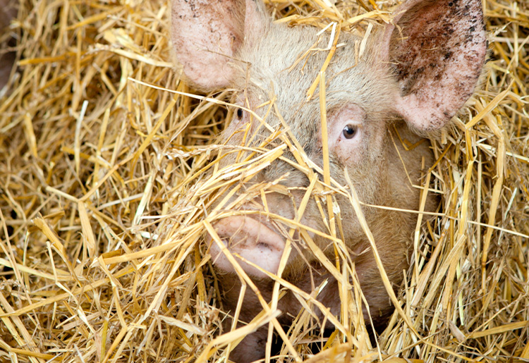 Schwein im Stroh