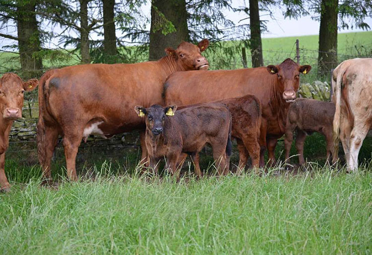 Rindfleisch regional aus Norddeutschland