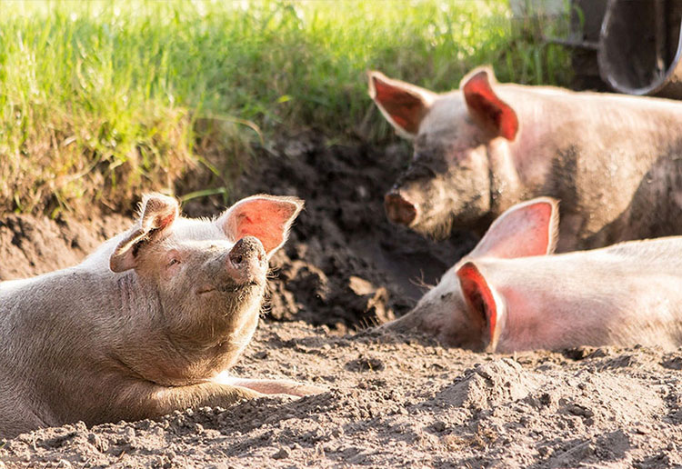 Schweinefleisch aus Deutschland